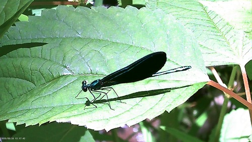 Ebony Jewelwing photographed in Delaware