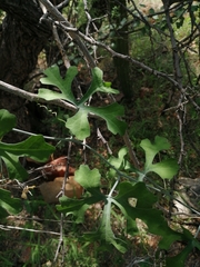 Ibervillea sonorae