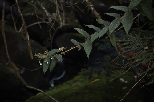 Bowkeria cymosa, photograph 2