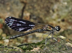 Aristocypha quadrimaculata