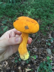 Boletus aurantiosplendens