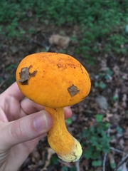 Boletus aurantiosplendens