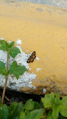 Phyciodes phaon phaon