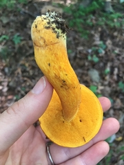 Boletus aurantiosplendens