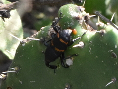 Cactophagus spinolae