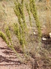 Artemisia carruthii