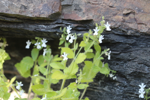 Nemesia rupicola, photograph 1