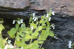 Nemesia rupicola, photograph author not stated, no rights reserved