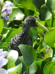 Pardirallus maculatus