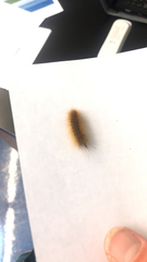 Lophocampa argentata