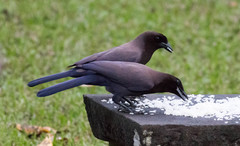 Cyanocorax cyanomelas