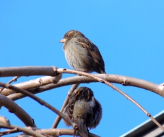 Passer domesticus