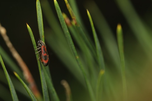 Roodzwarte dennencicade, Arnhem, Nederland, photo 5 of 10