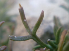 Lepidium turczaninowii