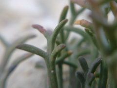 Lepidium turczaninowii