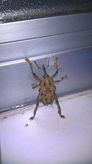 Ozopherus muricatus