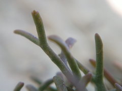 Lepidium turczaninowii