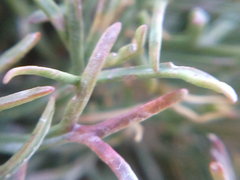 Lepidium turczaninowii