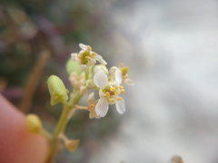 Lepidium turczaninowii