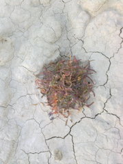 Lepidium turczaninowii