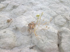 Lepidium turczaninowii