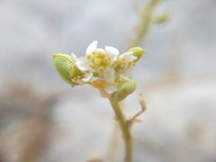 Lepidium turczaninowii