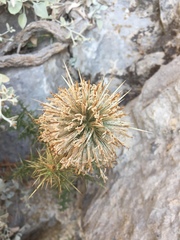 Echinops spinosissimus