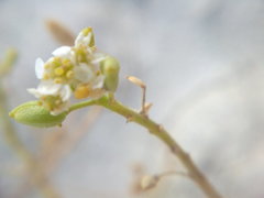 Lepidium turczaninowii