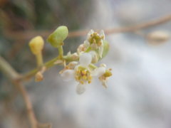 Lepidium turczaninowii