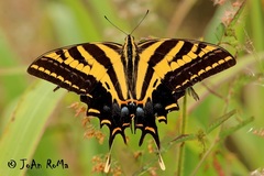Papilio pilumnus