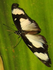 Hypolimnas anthedon wahlbergi