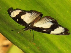 Hypolimnas anthedon wahlbergi