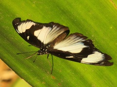 Hypolimnas anthedon wahlbergi