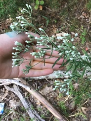 Eupatorium hyssopifolium