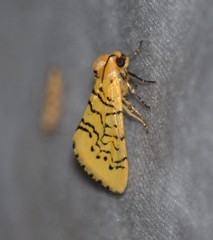 Chrysoecia atrolinea