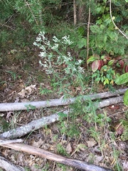 Eupatorium hyssopifolium