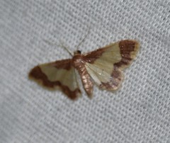 Idaea basinta