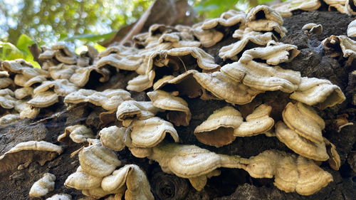 iNaturalist observation photo of Mushrooms, Bracket Fungi, Puffballs, and Allies