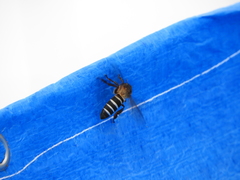 Apis dorsata breviligula