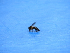 Apis dorsata breviligula
