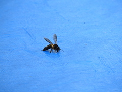 Apis dorsata breviligula