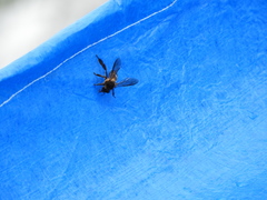 Apis dorsata breviligula