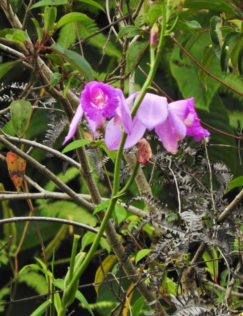 Epistephium amplexicaule