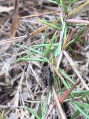 Tettigidea lateralis
