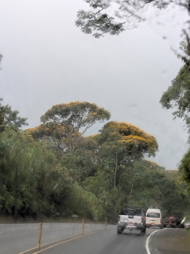 Vochysia ferruginea (Vochysia ferruginea)