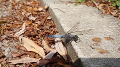 Orthetrum cancellatum