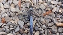 Orthetrum cancellatum