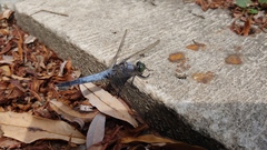 Orthetrum cancellatum