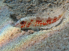 Mullus barbatus
