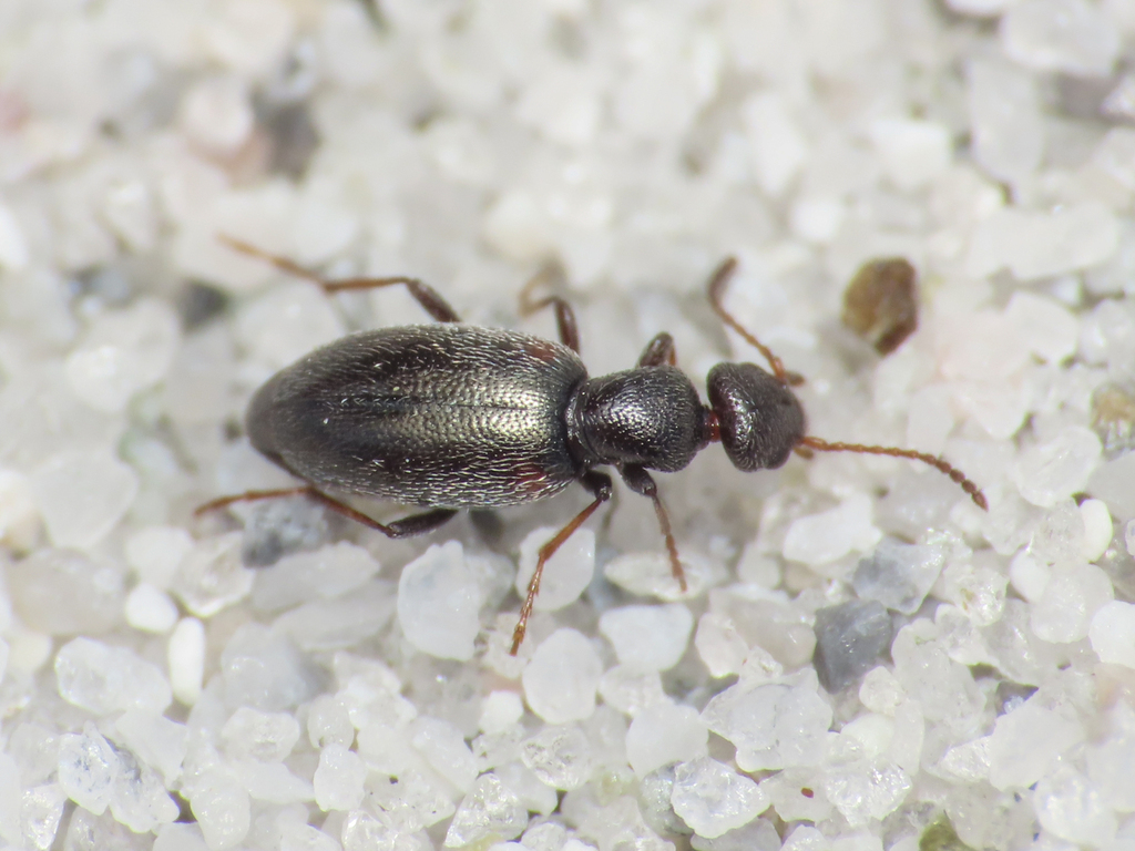 Anthicus fenestratus